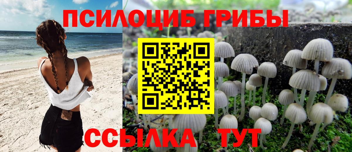 Курчатов  Галлюциногенные грибы прущие грибы  Вход с VPN 