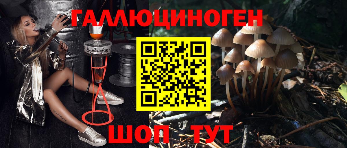 Псилоцибиновые грибы Psilocybe Курчатов